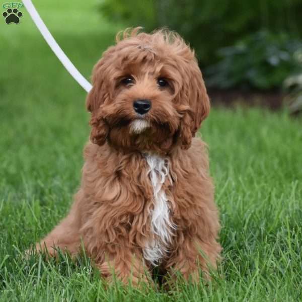 Diamond, Cavapoo Puppy